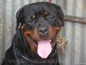 Mannuthy-Thrissur-Dog-Show-2011 (26)